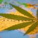 A State-by-State Guide to Cannabis in Australia