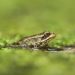AI detects sound of frog species threatened in Southern California